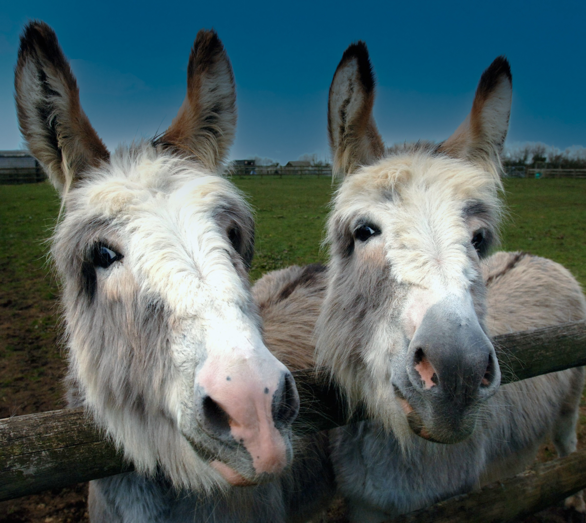 Donkeys and Presidential Humor