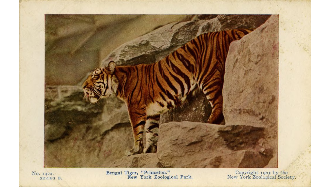 Tiger postcard front