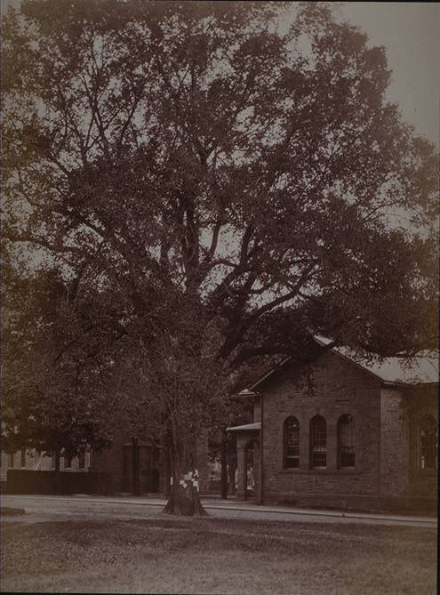 View from southeast, with Bulletin Elm (photo from album, 1888)